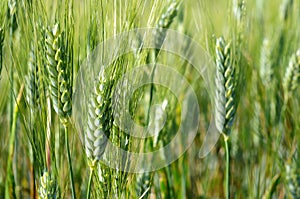 Green wheat ears closeup