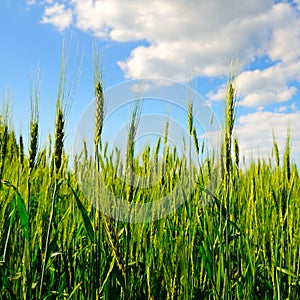 Green wheat ears in the field and blue sky