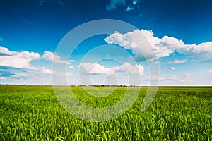 Green Wheat Ears Field, Blue Sky Background