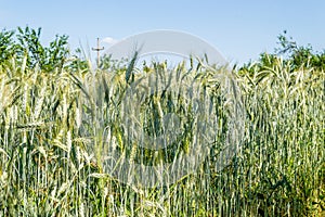 Green wheat ears, immature wheat ears, green wheat fields