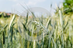 Green wheat ears, immature wheat ears, green wheat fields