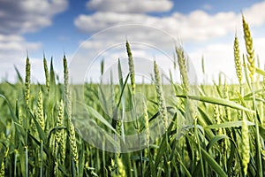 Green wheat ears ripen against blue sky with white clouds in the early summer morning. Background of wheat