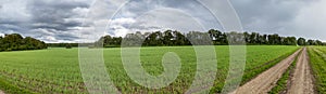 Green wheat farm field, rainy cloudy sky