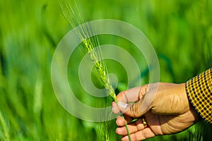 Green wheat farm india