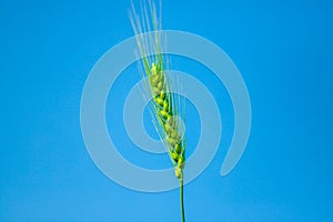 Green wheat farm india