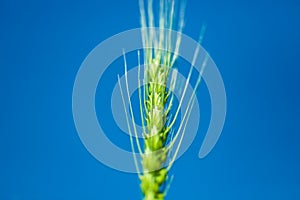 Green wheat farm india