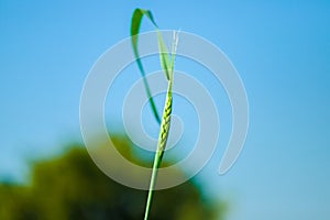 Green wheat farm india