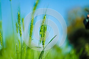 Green wheat farm india