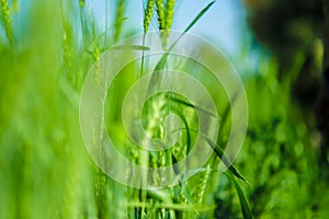 Green wheat farm india