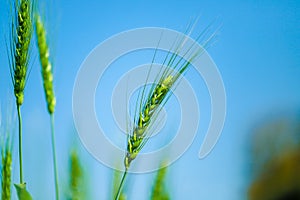 Green wheat farm india