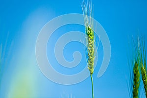 Green wheat farm india