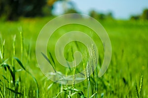 Green wheat farm india