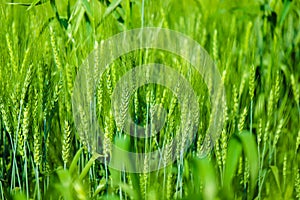 Green wheat farm india