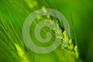 Green wheat farm india