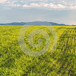 Green Wheat Field