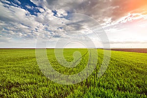 Green wheat field