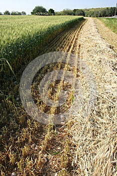 Green wheat field