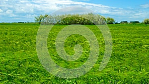 Green wheat field