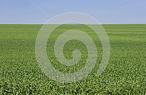 Green wheat field