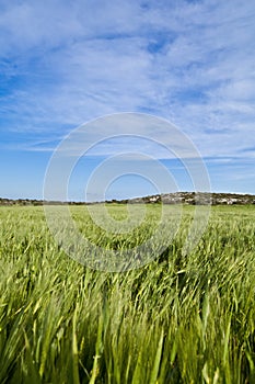 Green wheat field