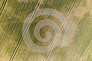 green wheat field