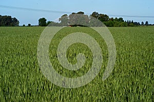 Green wheat on the field