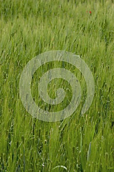 Green wheat field