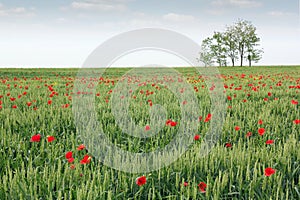 Green wheat field