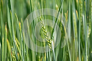 Green wheat field