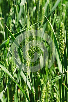 This is a green wheat field