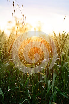 Green wheat field