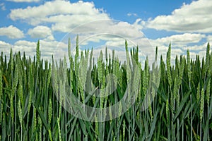 Green wheat field