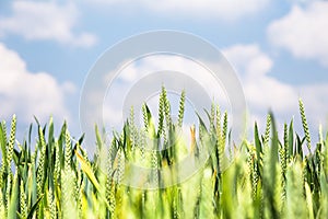 Green wheat field