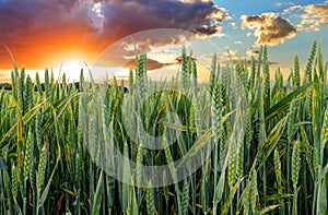 Green wheat field