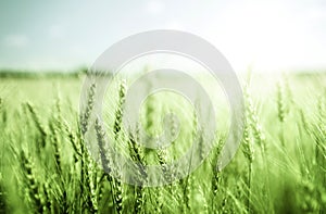 Green wheat field