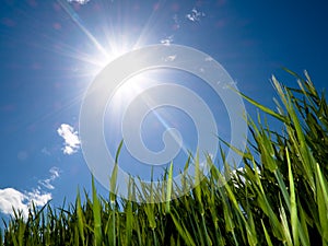 Green wheat field