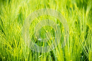 Green wheat field