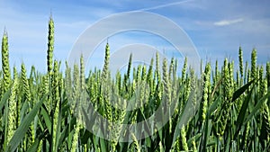 Green wheat field