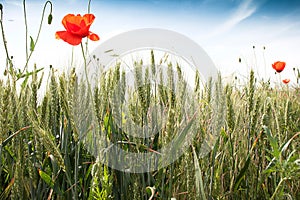 Green wheat field