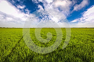 Green wheat field