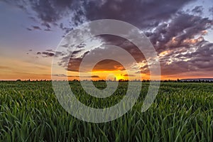 Green wheat field