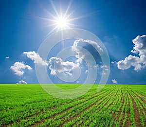 Green wheat field