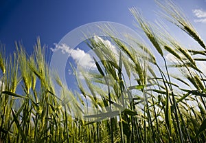 Green wheat field