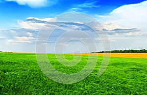 Green wheat field against a blue sky in brigh, summer day in Ukr