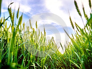 Green wheat field, agricultural landscape