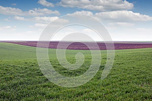 Green wheat field agriculture landscape