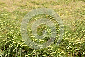 Green wheat field background.