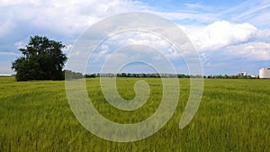 Green wheat field on a background of blue sky with clouds, Ukraine