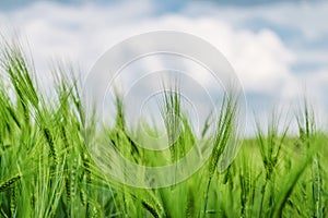 Green wheat field on the background of the sky with clouds