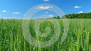 Green wheat field background in the summer. Green wheat field and forest natural landscape.